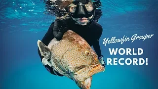 Shooting World Record Grouper Surrounded by SHARKS