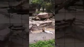 menor es atacado por un jaguar en zoológico