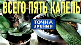 НЕСКОЛЬКО КАПЕЛЬ СОКА ТОЛСТЯНКИ ДЛЯ ВОССТАНОВЛЕНИЯ ОРХИДЕИ! ТОЛСТЯНКА ДЛЯ ПАРФЮМЕРНЫХ ФАБРИК!!