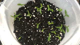 How to Germinate Dragon Fruit Seeds Part 2