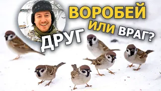 Зачем кормить воробьёв? // Китайский опыт борьбы с воробьями