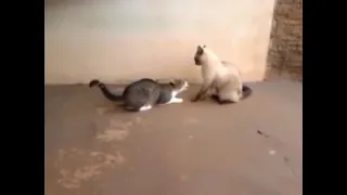 arreia a mão na minha cara arreia Versão Gatos 😂🤣