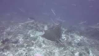 [HD] Scuba diving in Maldives (2013)
