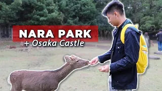 DEERS AT NARA PARK, JAPAN + OSAKA CASTLE TOUR