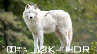 Dolby Vision 12K HDR 120fps - Beautiful Animals And Relaxing Piano Music