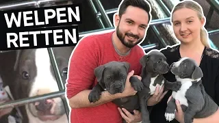 Hunde retten: Das schmutzige Geschäft mit Hundewelpen im Internet || PULS Reportage