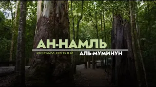 Ислам Собхи I Муравьи 66-93, Верующие 93-118.