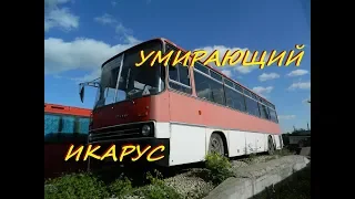 Медленно умирающий Икарус. Обзор 256-й модели // Slow dying bus