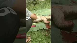 MUKBANG BIAWAK Babon