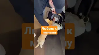 смотрю как собака жаждует увидить ребенка новорожденного#funnyvideo #щенок#хаски