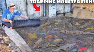 24 HOUR Fish Trap Catches MONSTER AQUARIUM FISH!