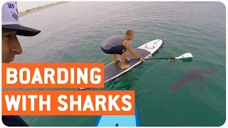 Paddle Boarders Swim With Great Whites | SUP Sharks?