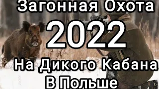 Загонная Охота в Польше на Дикого Кабана 2022!? Driven Hunting in Poland for Wild Boar 2022!?