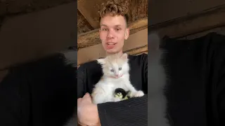 Прошу любить и жаловать 🐈У нас новый друг 😎