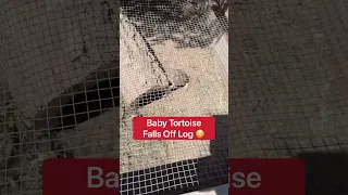 Baby Tortoise Falls Off Log 😱🐢🪵 #shorts #tortoise