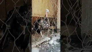 Angry Turkey Hen Sound #shorts #birdsounds  #animals #birds #amazing