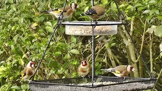 Goldfinches Everywhere - Goldfinch Garden - Chardonneret élégant