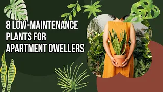 8 Low Maintenance Plants