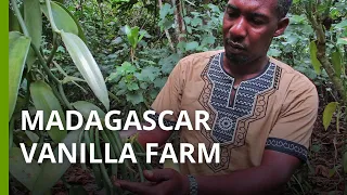 Vanilla farming aims to stop deforestation in Madagascar