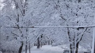 белка - бульдозер. Занятное видео