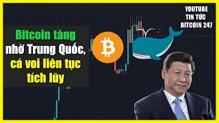 Bitcoin tăng giá nhờ Trung Quốc, cá voi vẫn liên tục tích lũy