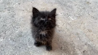 Cute black kitten with beautiful fur. This kitten is so beautiful. 😍