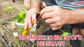 ПРИВИВКА. БЫСТРОЕ РАЗМНОЖЕНИЕ ВИНОГРАДА