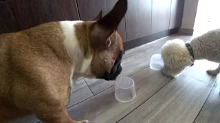 ПРИКОЛ СОБАКИ ДОБЫВАЮТ ЕДУ!FUN DOGS GET FOOD!