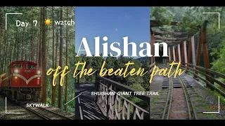 Taiwan Vlog Alishan 🌞Sunrise 🌲Shuishan Giant Tree | Hidden path | Coffee Cats Camera