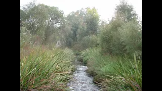 Bannister Creek: transforming a drain to a living stream