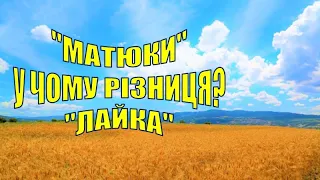 43. Нецензурна лексика під кутом зору мовознавства.