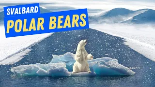 Svalbard Polar Bears Vlog: My Expedition to the World's Most Remote Place