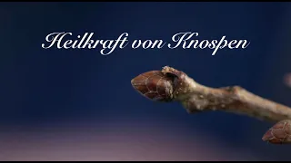 Heilkraft von Knospen - Viriditas Heilpflanzenvideo