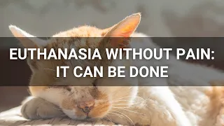 Euthanasia Without Pain: It Can Be Done