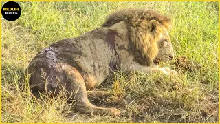 45 EPIC MOMENTS LION FIGHT TO DEA.TH CAUGHT ON CAMERA