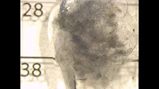 Water pollution from tiny fibers in your clothes