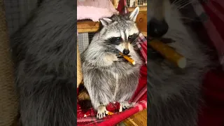 Lillie the raccoon likes pretzel sticks. #lillietheraccoon #raccoonpet