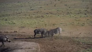 Warthog brawl Addo Elephant National Park