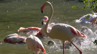 Beautiful Bird #Beauty of Nature, #Bird, #Swan