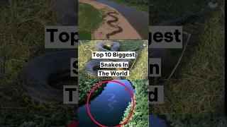 Top 10 Biggest Snakes in the world #shorts #viral #snake #top10 #viralshorts #trending