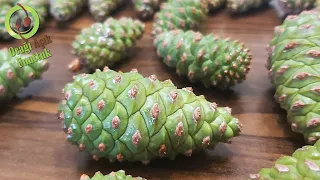 HOW TO MAKE PINE CONE SYRUP CLEARING LUNG AND EFFECTIVE AGAINST ASTHMA AND BRONCHITIS?