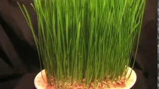 A Time-Lapse: Wheatgrass Growing