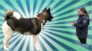 American akita lead walking and people/dog reactive