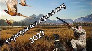 қырғауылға аңшылық, охота на фазана 2023 #охота #фазан #қырғауыл