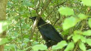 Corbeau freux qui croasse