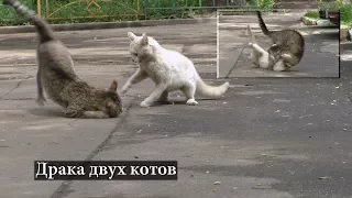 Драка двух котов