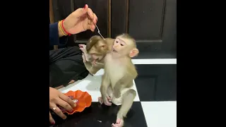 Two baby monkey JODA and JOSSI playing after that eating ice cream