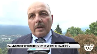 TG BASSANO (05/10/2019) - CIA: : «143 CAPI UCCISI DAI LUPI, SERVE REVISIONE DELLA LEGGE»