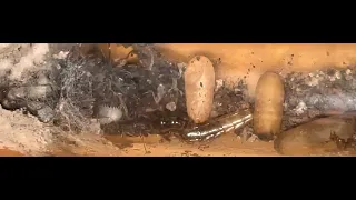 Ants Ameisen Ectomomyrmex astutus new baby is born