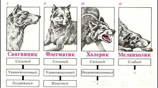 Как выбрать щенка, типы темперамента собак, хороший щенок, тест на психику собаки